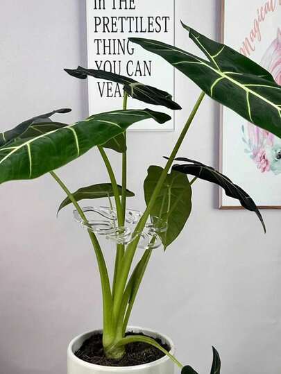 防倒伏支撑，龟背竹防倒伏支撑固定器，水培植物固定夹，花茎，花园花卉，收集架