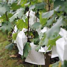 10 piezas Bolsas anti-pájaros para árboles frutales, bolsas de protección de frutas de tela no tejida transpirable, adecuadas para plantas en maceta del balcón, manzana, pera, herramienta anti-pájaros e insectos para el jardín