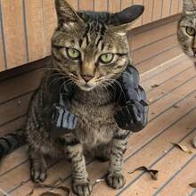 Accesorio de disfraz divertido de brazos musculosos 3D impresos para el cuello de gato para Halloween. Gatos con brazos musculosos para suministros de fiesta de gatitos, disfraz de cosplay, Halloween, Pascua, Navidad