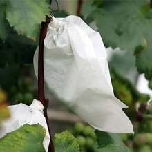 10 piezas Bolsas anti-pájaros para árboles frutales, bolsas de protección de frutas de tela no tejida transpirable, adecuadas para plantas en maceta del balcón, manzana, pera, herramienta anti-pájaros e insectos para el jardín
