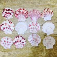 Ok. 100 szt./opakowanie muszli morskich w różnych kolorach – do samodzielnego wyrobu biżuterii, dekoracji akwarium, łazienki, świec na imprezę, dekoracji ślubnych, projektów rękodzielniczych