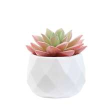 一套仿真多肉植物 - 女士办公桌假植物 - 逼真多肉植物 - 迷你粉色圣诞装饰，适用于卧室、浴室、办公桌架、感恩节装饰 - 白色小盆 - 查看 11