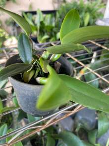 Cattleya Aurantiaca 'Mishima Spot' - Orange - View 3