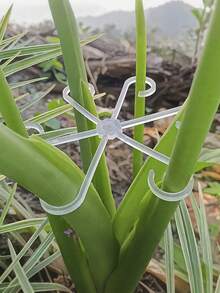 8个/4件装植物支架，坚固的攀援植物茎夹，藤蔓固定器，室内花茎固定器，塑料园艺工具，适用于攀援植物，可用于露营/婚礼/花园装饰/卧室装饰/房间装饰/家居装饰/秋季装饰/情人节/复活节 - 彩色 - 查看 6