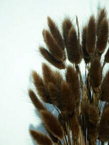 60/120/240 pièces Arrangements de fleurs artificielles avec herbe de pampa séchée naturelle et fleurs de pissenlit, convient pour la décoration de la maison, du mariage, du bureau et du café. Idéal comme cadeau pour la Saint-Valentin et la Fête des Mères.
