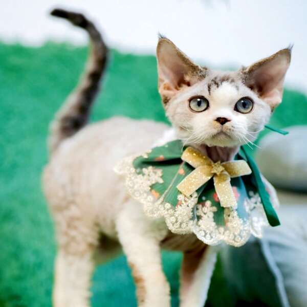 PINCOOL قطعتان من ربطات العنق الدانتيل ذات الطبقتين بطراز كرتوني أحمر للعطلات الملائمة للقطط والكلاب، ملابس السنة الجديدة