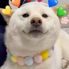 1 件宠物项圈，新款时尚宠物彩色毛球项圈