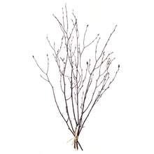 Galhos Secos Naturais de Bétula, Decoração, Acessórios Macios para Casa, Encher Vasos, Arranjo Floral para Sala de Estar, Estilo Zen, Páscoa, Natal