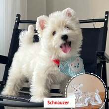 1pc Souvenirs, New Pet Hair Souvenirs Keychain