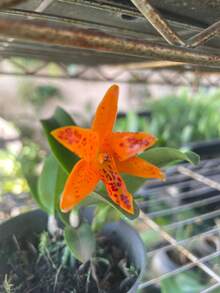 Cattleya Aurantiaca 'Mishima Spot' - Orange - View 1