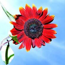 50 flores de terciopelo rojo de reina están divididas en pétalos simples y dobles, coloridas, forma de flor única, pedúnculo fuerte y recto, largo período de floración, algunas variedades pueden abrir más de dos tipos de múltiples colores en una sola flor. También se puede usar para flores en macetas y trabajos florales. - 100 - Ver 4