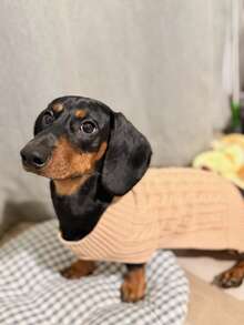 holdhoney 1 件腊肠犬毛衣，长狗毛衣，宠物服装，宠物毛衣，驼色英伦风格宠物毛衣，加长宠物毛衣，极简主义设计，情侣/闺蜜风格，适合贵宾犬、巴吉度猎犬、腊肠犬、比格犬、柯基犬、长体型犬，猫咪也可以穿，加长毛衣，个性化，小型犬，小型猫 - 駝色 - 查看 1
