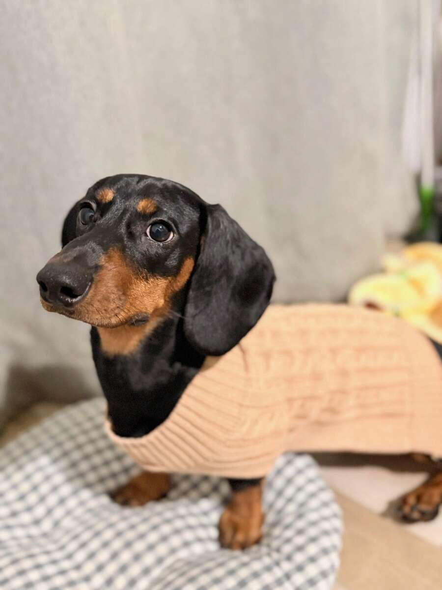 holdhoney 1 件腊肠犬毛衣,长狗毛衣,宠物服装,宠物毛衣,驼色英伦风格宠物毛衣,加长宠物毛衣,极简主义设计,情侣/闺蜜风格,适合贵宾犬、巴吉度猎犬、腊肠犬、比格犬、柯基犬、长体型犬,猫咪也可以穿,加长毛衣,个性化,小型犬,小型猫 - 駝色 - 查看 1