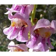 210 piezas semillas de flor de palma flor de barba flor de globo planta ornamentals jardín maceta fácil cultivo decoración hogar exterior variedad exótica perenne - 210 - Ver 4