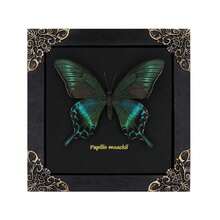Real Butterfly Framed Wall Decor - Handmade Product Shadow Box For Gothic & Dark Product Aesthetic - 黑色 - 查看 1