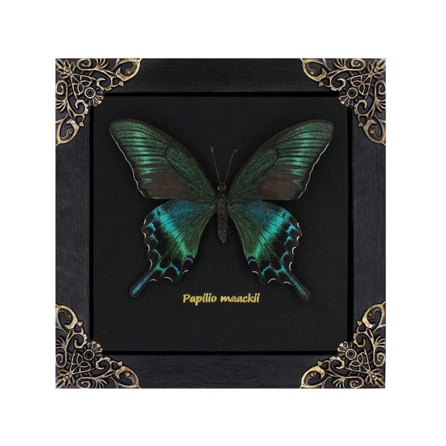 Real Butterfly Framed Wall Decor - Handmade Product Shadow Box For Gothic & Dark Product Aesthetic - 黑色 - 查看 1