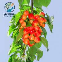 Planta viva de semillero de cerezo de lluvia, 18-20 pulgadas de altura, árbol de cerezo dulce, en maceta y inactivo para el jardín del hogar. - Cereza de lluvia - Ver 6