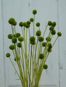 10/20 件金花树干花，黄色鼓槌花束，干花直径约 1-1/2 英寸，适用于家居装饰、摄影道具、DIY 婚礼装饰 - 綠色 - 查看 9