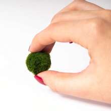 Marimo Set Sfuso Diametro 2-3 - Originale E Certificato - Marimo (2) - 3 - 查看 8
