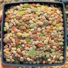 Plantas suculentas Lithops pequeñas y coloridas (aproximadamente 300 piezas), enviadas en una maceta completa con la maceta. Succulentas preciosas, ideales para plantas en macetas en patios o balcones interiores. - una planta suculenta - Ver 7