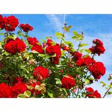 1000 piezas de semillas preciosas de rosas trepadoras rojas - SEMILLA - Ver 4