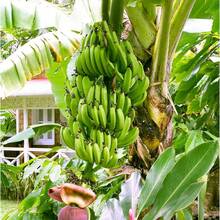 500 piezas de semillas de plátano libres de OMG para plantación al aire libre, variedad frutal, cosecha en casa, agricultura sustentable, jardín ecológico, fácil de cultivar, frutas naturales y frescas - SEMILLA - Ver 3