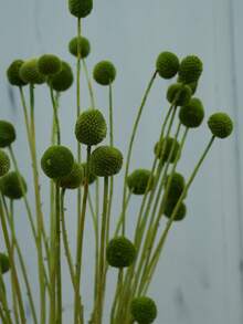 10/20 件金花树干花，黄色鼓槌花束，干花直径约 1-1/2 英寸，适用于家居装饰、摄影道具、DIY 婚礼装饰 - 綠色 - 查看 1