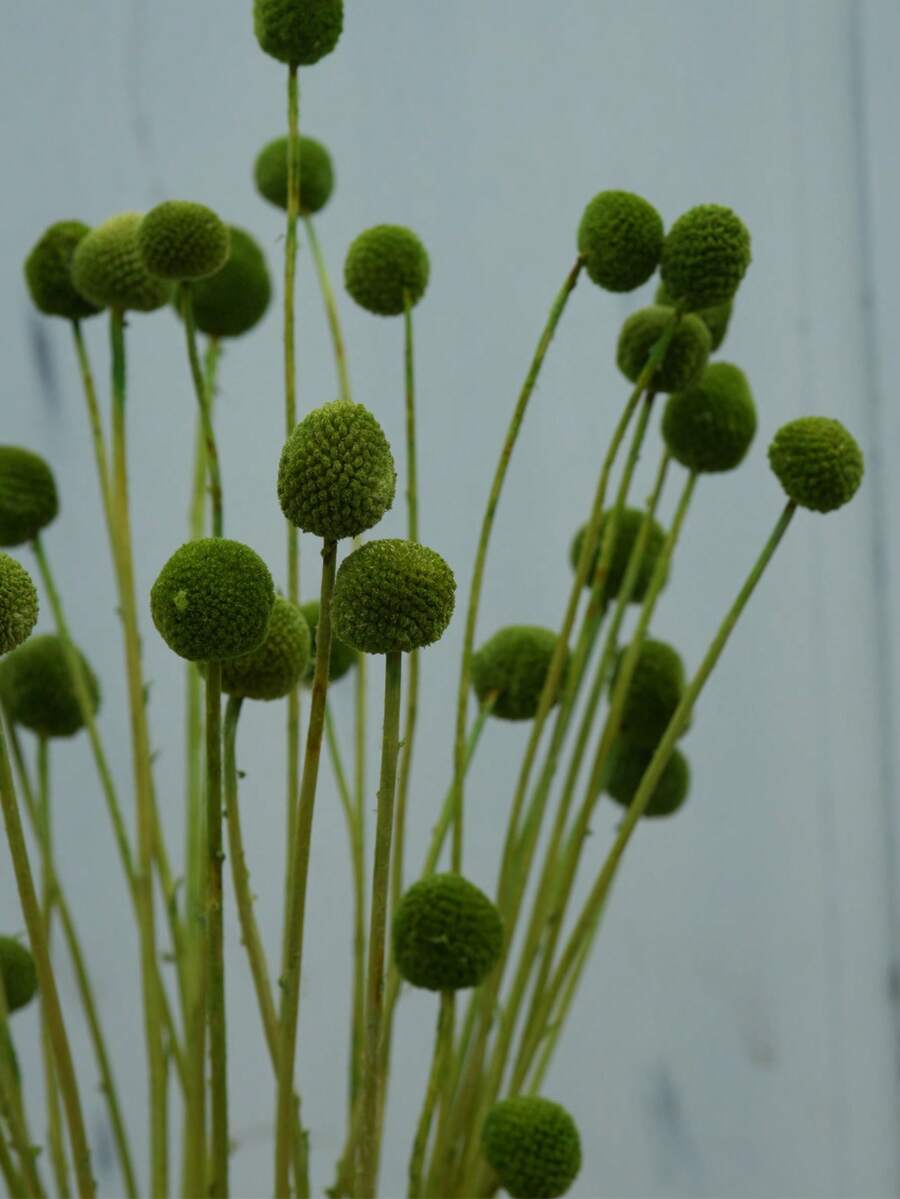 10/20 件金花树干花，黄色鼓槌花束，干花直径约 1-1/2 英寸，适用于家居装饰、摄影道具、DIY 婚礼装饰 - 綠色 - 查看 1