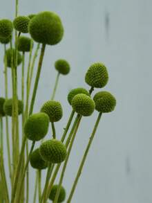 10/20 件金花树干花，黄色鼓槌花束，干花直径约 1-1/2 英寸，适用于家居装饰、摄影道具、DIY 婚礼装饰 - 綠色 - 查看 2