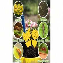 50 Pieces Of Random Shapes Fruit Fly Traps Yellow Sticky Traps Fungus Gnat Traps Insect Bug Traps For Indoor Outdoor Kitchen Plants Whitefly Mosquitos Fungus Gnats Flying Insects