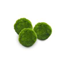 Marimo Set Sfuso Diametro 2-3 - Originale E Certificato - Marimo (2) - 3 - 查看 11