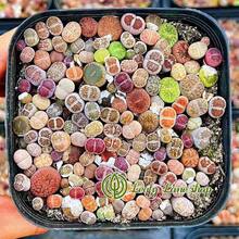 Plantas suculentas Lithops pequeñas y coloridas (aproximadamente 300 piezas), enviadas en una maceta completa con la maceta. Succulentas preciosas, ideales para plantas en macetas en patios o balcones interiores. - una planta suculenta - Ver 8
