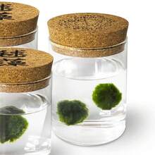 Marimo Set Sfuso Diametro 2-3 - Originale E Certificato - Marimo (2) - 3 - 查看 10