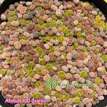 Plantas suculentas Lithops pequeñas y coloridas (aproximadamente 300 piezas), enviadas en una maceta completa con la maceta. Succulentas preciosas, ideales para plantas en macetas en patios o balcones interiores. - una planta suculenta - Ver 2