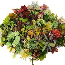 50 semillas de suculentas con colores ricos, alta eficiencia de germinación y supervivencia estable. Desde amplios campos hasta delicadas macetas, pueden cultivar encantadoras escenas de suculentas, brindando una experiencia hermosa. - 50 esquejes (sin raíz) - Ver 4