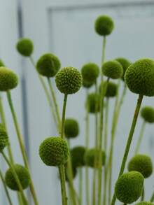 10/20 件金花树干花，黄色鼓槌花束，干花直径约 1-1/2 英寸，适用于家居装饰、摄影道具、DIY 婚礼装饰 - 綠色 - 查看 6