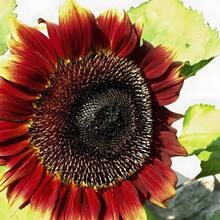50 flores de terciopelo rojo de reina están divididas en pétalos simples y dobles, coloridas, forma de flor única, pedúnculo fuerte y recto, largo período de floración, algunas variedades pueden abrir más de dos tipos de múltiples colores en una sola flor. También se puede usar para flores en macetas y trabajos florales. - 100 - Ver 7