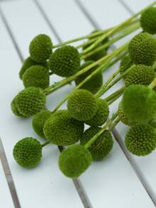 10/20 件金花树干花，黄色鼓槌花束，干花直径约 1-1/2 英寸，适用于家居装饰、摄影道具、DIY 婚礼装饰 - 綠色 - 查看 8