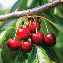 Planta viva de semillero de cerezo de lluvia, 18-20 pulgadas de altura, árbol de cerezo dulce, en maceta y inactivo para el jardín del hogar. - Cereza de lluvia - Ver 2