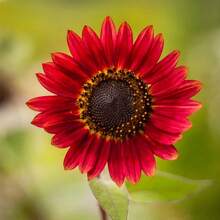 50 flores de terciopelo rojo de reina están divididas en pétalos simples y dobles, coloridas, forma de flor única, pedúnculo fuerte y recto, largo período de floración, algunas variedades pueden abrir más de dos tipos de múltiples colores en una sola flor. También se puede usar para flores en macetas y trabajos florales. - 100 - Ver 5