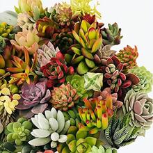 50 semillas de suculentas con colores ricos, alta eficiencia de germinación y supervivencia estable. Desde amplios campos hasta delicadas macetas, pueden cultivar encantadoras escenas de suculentas, brindando una experiencia hermosa. - 50 esquejes (sin raíz) - Ver 3