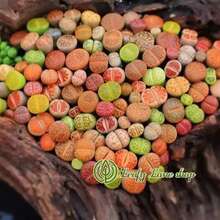 Plantas suculentas Lithops pequeñas y coloridas (aproximadamente 300 piezas), enviadas en una maceta completa con la maceta. Succulentas preciosas, ideales para plantas en macetas en patios o balcones interiores. - una planta suculenta - Ver 3