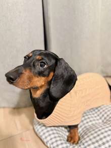 holdhoney 1 件腊肠犬毛衣，长狗毛衣，宠物服装，宠物毛衣，驼色英伦风格宠物毛衣，加长宠物毛衣，极简主义设计，情侣/闺蜜风格，适合贵宾犬、巴吉度猎犬、腊肠犬、比格犬、柯基犬、长体型犬，猫咪也可以穿，加长毛衣，个性化，小型犬，小型猫 - 駝色 - 查看 5