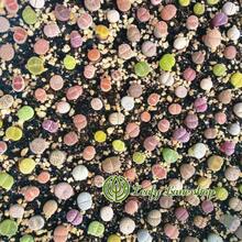 Plantas suculentas Lithops pequeñas y coloridas (aproximadamente 300 piezas), enviadas en una maceta completa con la maceta. Succulentas preciosas, ideales para plantas en macetas en patios o balcones interiores. - una planta suculenta - Ver 10