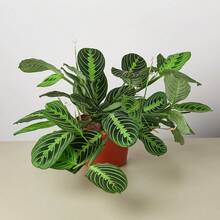 Flower Seeds - 6" Pot - View 4