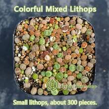 Plantas suculentas Lithops pequeñas y coloridas (aproximadamente 300 piezas), enviadas en una maceta completa con la maceta. Succulentas preciosas, ideales para plantas en macetas en patios o balcones interiores. - una planta suculenta - Ver 6
