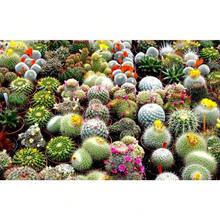 Mezcla de Cactus Cacti Aproximadamente 150 Semillas Tolerante a la sequía, amigable para principiantes. - 150 semillas - Ver 4