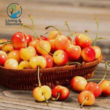 Planta viva de semillero de cerezo de lluvia, 18-20 pulgadas de altura, árbol de cerezo dulce, en maceta y inactivo para el jardín del hogar. - Cereza de lluvia - Ver 8