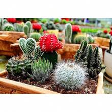 Mezcla de Cactus Cacti Aproximadamente 150 Semillas Tolerante a la sequía, amigable para principiantes. - 150 semillas - Ver 5