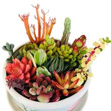 50 semillas de suculentas con colores ricos, alta eficiencia de germinación y supervivencia estable. Desde amplios campos hasta delicadas macetas, pueden cultivar encantadoras escenas de suculentas, brindando una experiencia hermosa. - 50 esquejes (sin raíz) - Ver 2